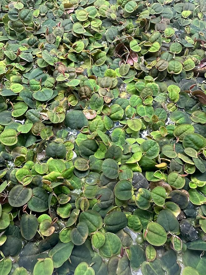 30+ Red Root Floater - Live Aquarium Plants