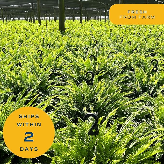 Costa Farms Boston Fern Live Plants in Plastic Pots, Large Air Purifying Indoor & Outdoor Houseplants, Patio, Garden, Home, or Office Decor, House Warming Gift, 2-3 Feet Tall & Wide, Pack of 2