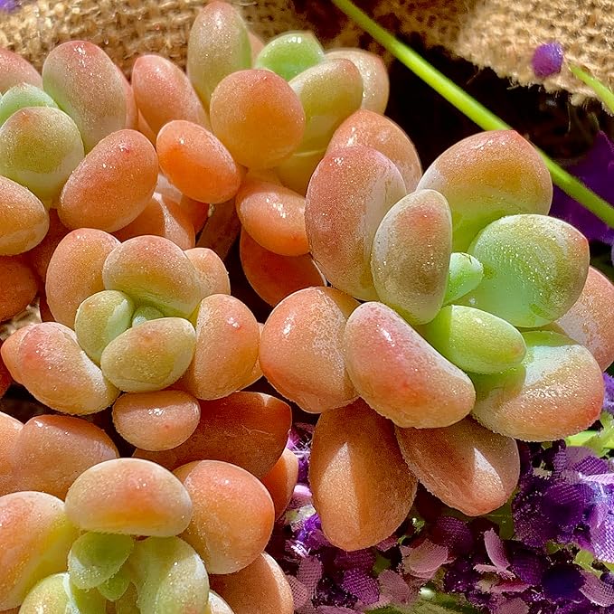 Graptosedum Miul Succulent Plants Live – Rare Hybrid Succulent, Easy Care Indoor Outdoor Plant for Home, Garden, Terrarium & Gift
