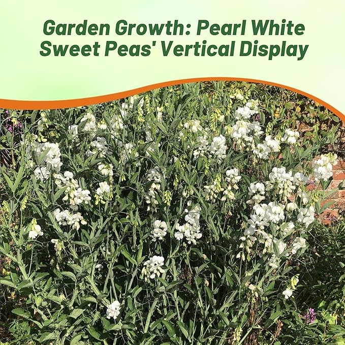 Outsidepride Pearl White Sweet Pea Seeds - 200 Pcs Perennial, Easy to Grow, Vine Seeds for Planting Fragrant, Long-Lasting Flowers with Free-Flowering Habit & Tall Size for Vertical Gardens