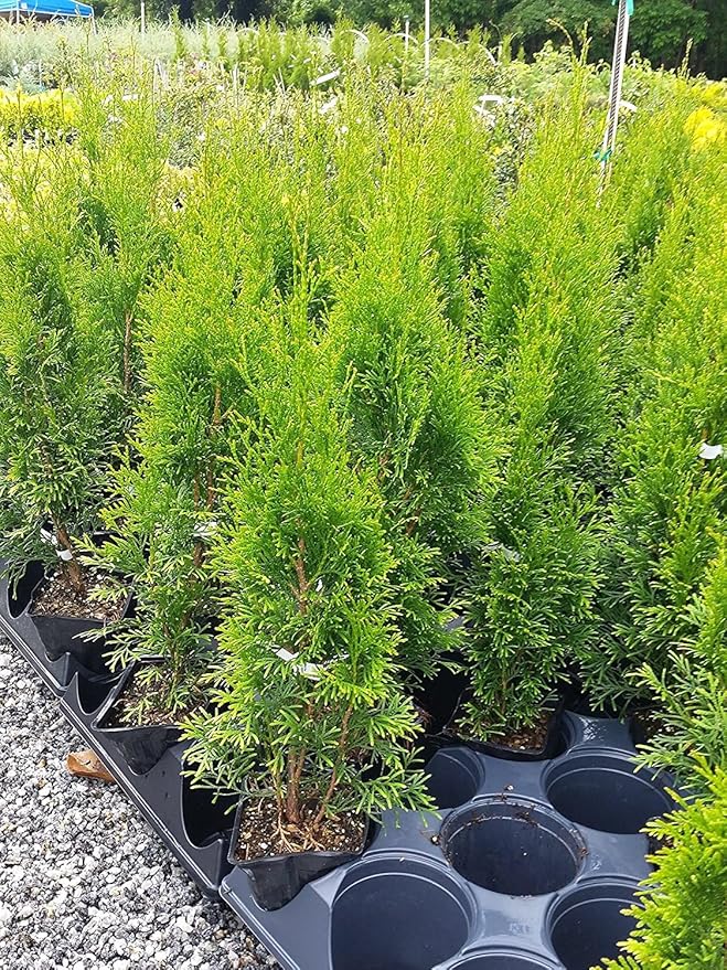 Emerald Green Arborvitea ( Thuja ) - Live Plant - Quart Pot