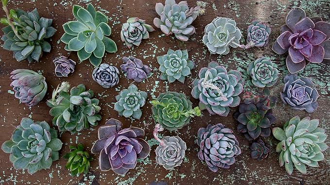 Espoma Organic Cactus Soil Mix 4qt Bag and Cactus! Liquid Plant Food Concentrate 8oz Bottle. Use for Cactus & Succulents - for Organic Gardening - Combo Pack