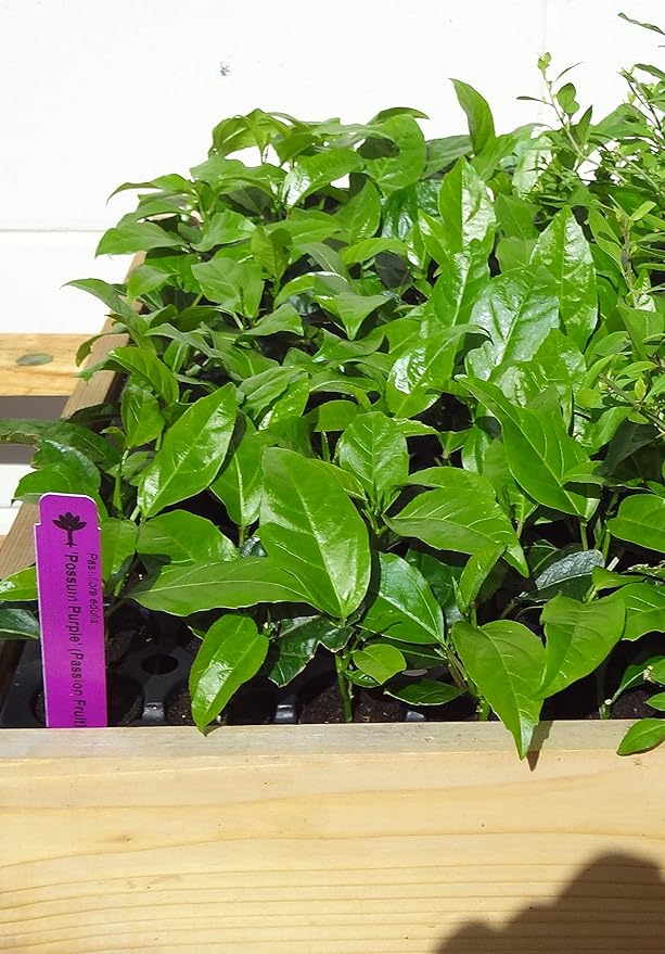 Passion Fruit Possum Purple Price Includes Four (4) Plants