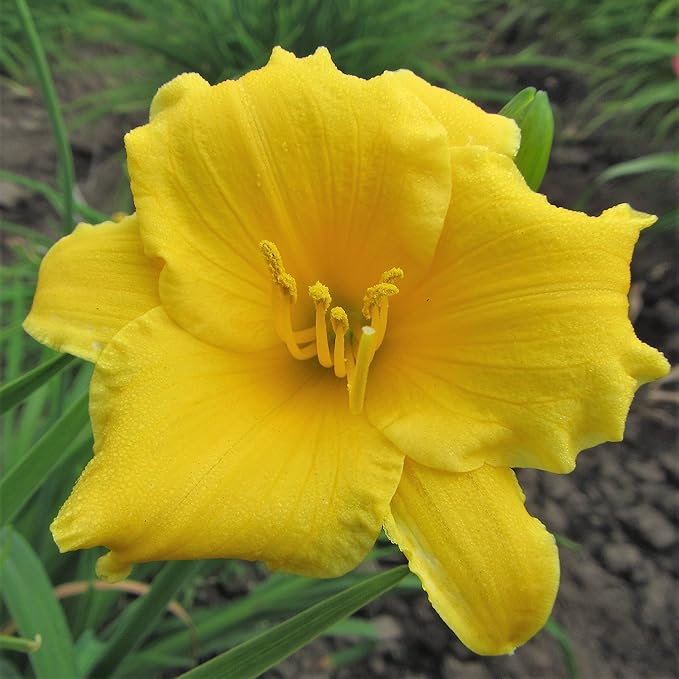 Easy to Grow Daylily Stella De Oro 3 Plant Divisions - Yellow Flowers in Summer, Full Sun Outdoor Zones 3-9