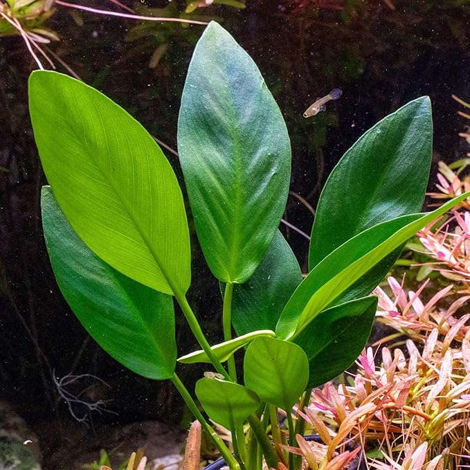 Ultum Nature Systems Live Tissue Culture - Anubias Nana Golden (Anubias barteri 'Nana') - Easy - Low to Medium Light - Light Green Accent - Foreground to Midground - 100% Snail Free Grown in-Vitro