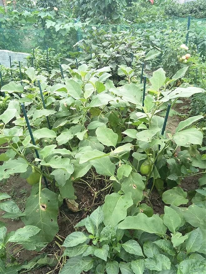 Garden Stakes 30 Inches Steel Plant Stakes Tomato Stakes Pack of 25