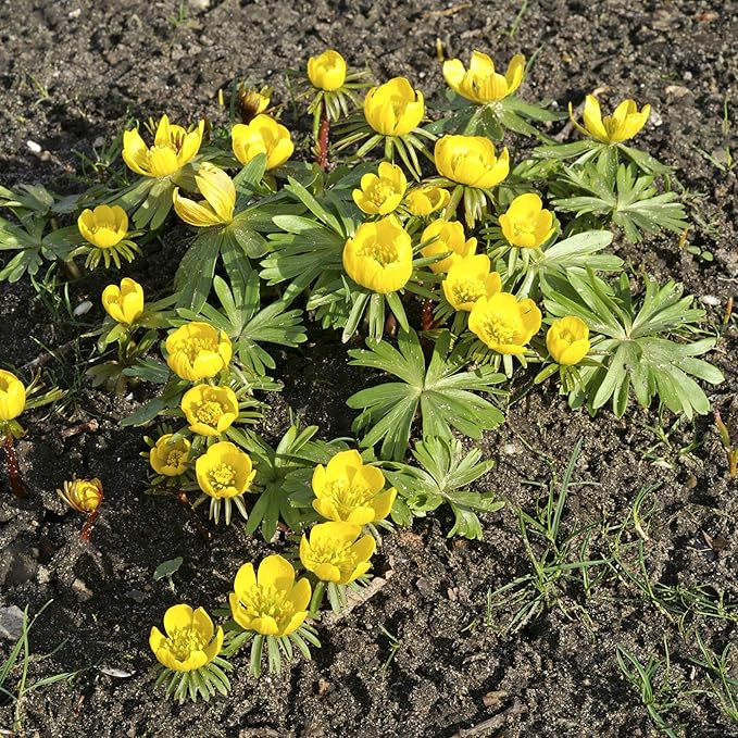 Easy to Grow Eranthis Winter Aconite 30 Plant Bulbs - Yellow Flowers in Late Winter to Spring, Full to Partial Sun Outdoor Zones 4-9