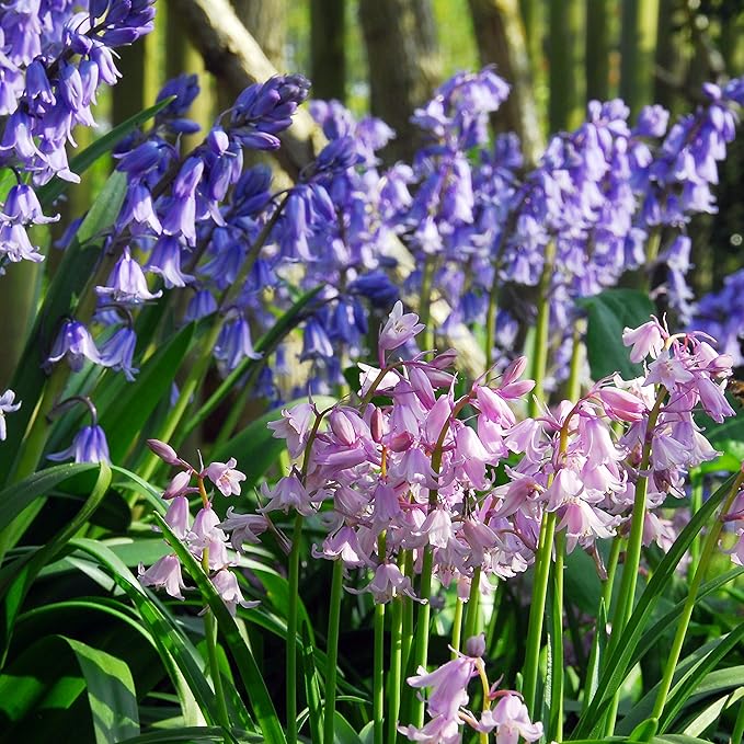 Easy to Grow Spanish Bluebells Mix 30 Plant Bulbs - Blue, Pink, & White Flowers in Spring, Partial Sun Outdoor Zones 3-8