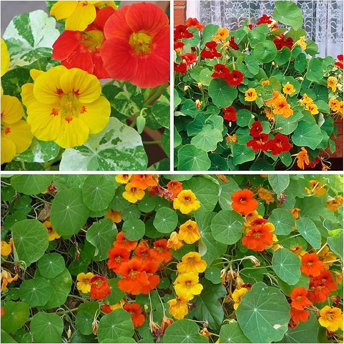 Seed Needs Nasturtium Seeds for Planting Edible Flowers - Collection Set of Jewel Blend & Double Gleam Nasturtiums to Attract Pollinators to a Butterfly Garden - Trailing and Bush Varieties (2 Packs)