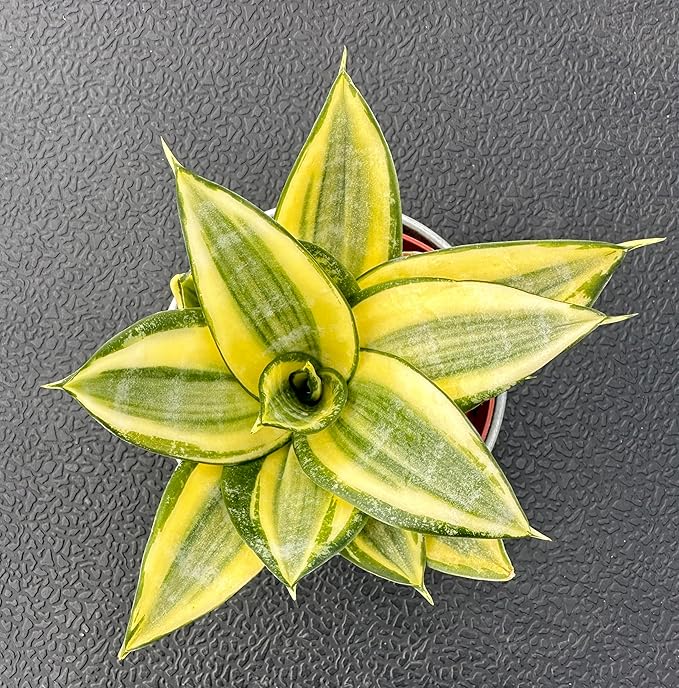 Sprout N Green Sansevieria 'Golden Hahnii' with Vintage Metal Pot, Live Snake Plant Fully Rooted in 4" Planter with Soil, Home Office Indoor Outdoor Wedding Decoration DIY Projects Party Favor