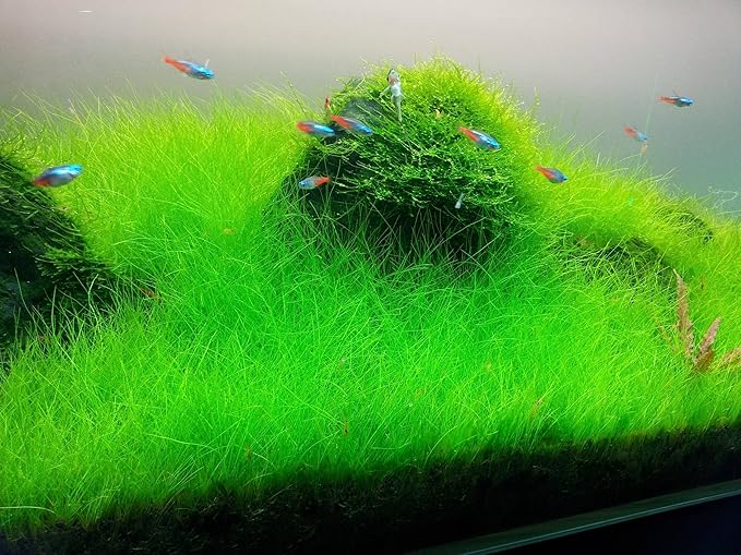 3 Pack Freshwater Aquarium Decor, Easy Growing Dwarf Carpet for Fish Tank/Terrarium, Natural Aquatic Plant Growth Material (Short Hair Grass)