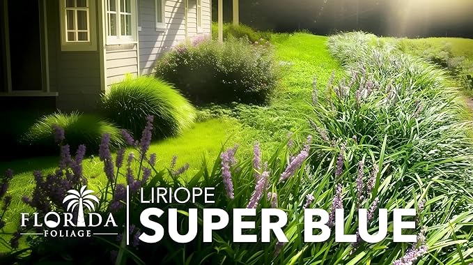 Super Blue Liriope Muscari - 20 Live Plants - Evergreen Ground Cover Grass