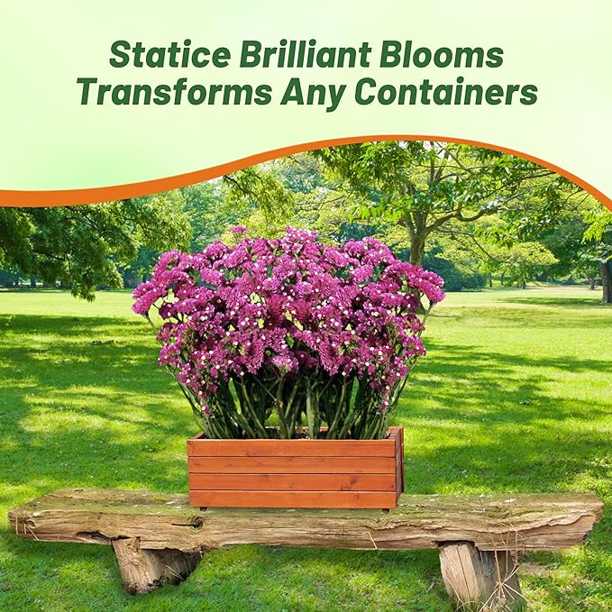 Outsidepride Rose Statice Flower Seeds - 1000 Pcs Annual Easy to Grow Drought Tolerant Flower Seeds for Floral Arrangements, Borders, & Pollinator Garden