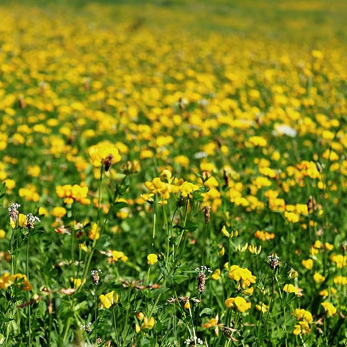 Outsidepride Perennial Birdsfoot Trefoil Seed - 5 lbs Nitrocoated, Inoculated, Winter Hardy, High Protein Forage Legume Seeds for Pasture, Hay, Silage Production & Livestock Grazing