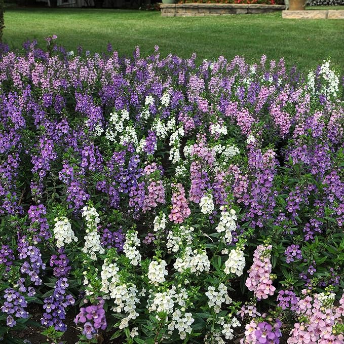 Outsidepride Serena Mix Angelonia Snapdragon Seeds for Planting - 10 Pcs Perennial Flower Seeds, Pollinator-Friendly, Heat, Humidity & Drought-Tolerant, Compact Growth Habit for Containers