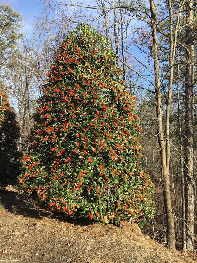 Nellie R. Stevens Holly - 40 Live Plants - Evergreen Privacy Trees