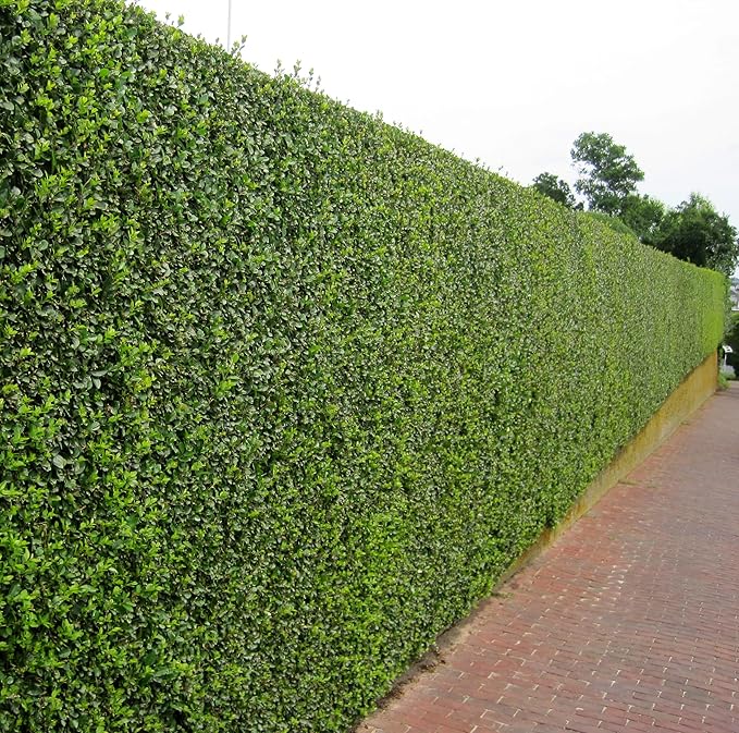 Curled Leaf Privet - Ligustrum Japonicum Recurvifolium - 3 Live Plants - Evergreen Flowering Privacy Hedge