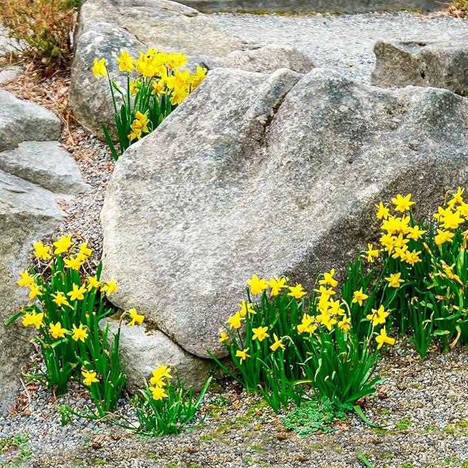 Garden State Bulb Narcissus Rock Garden Mix Daffodil Flower Bulbs, 12/14cm, Fall Planting (Bag of 250)