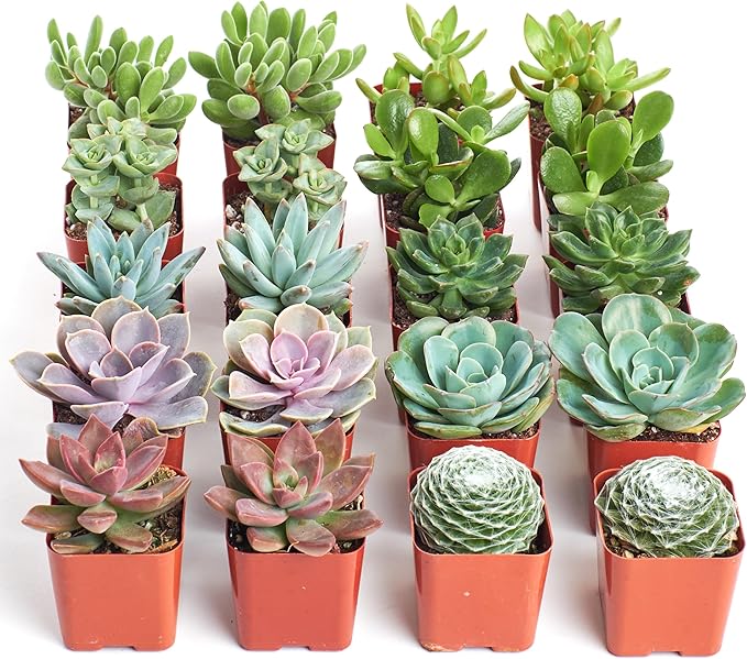Shop Succulents Assorted Succulent Plant Pack Bulk Collection, Live Mini Succulent Plants, Easy Care, Indoor Plants, Wedding and Party Favors, Gift & Garden, Pack of 20