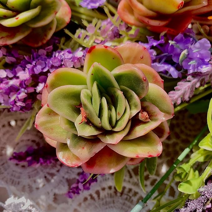 Echeveria Ice Rose Variegated Succulent Plants Live – Rare Colorful Succulent, Easy Care Bare Root Plant for Indoor Outdoor Planters