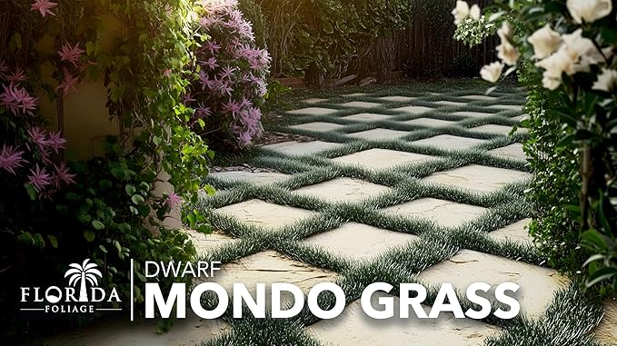 Dwarf Mondo Grass | 30 Large 4 Inch Pots | Ophiopogon Japonicus Nanus | Live Evergreen Shade Loving Groundcover