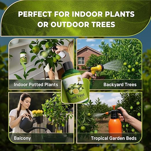 Leaves and Soul Professional Lime Tree Fertilizer Liquid Concentrate - 6-4-6 Blend for Fruit Tree Fertilizer, Garden - Liquid Plant Food for Lime Trees in Pots or Outdoors - 8oz