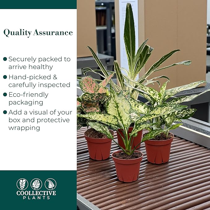CoollectivePlants Aglaonema Live Plant Combo (Pack of 4) – Grower’s Choice Assorted Chinese Evergreen Indoor Plants Live Houseplants in 4” Growers Pots | Easy Low Light Indoor Plants