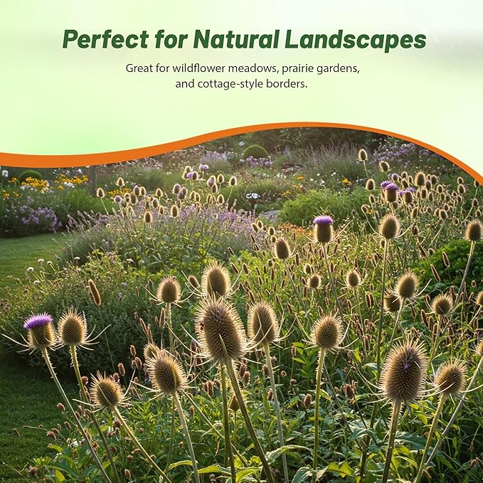 Outsidepride Teasel Seeds - 1000 Pcs. Biennal, Low Maintenance & Drought Tolerant, Flower Seeds for Planting Tall, Comb-Like Lilac Blooms for Cut Flower Arrangements & Pollinator Gardens