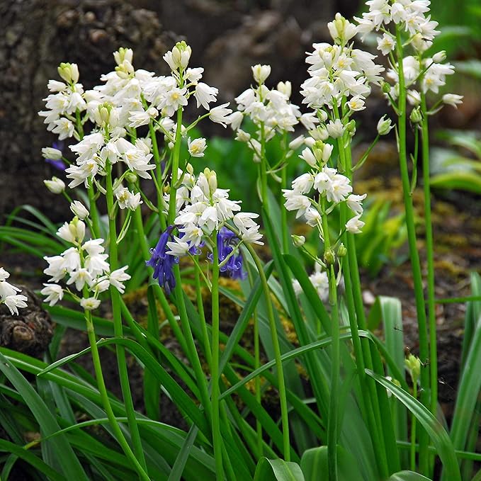 Easy to Grow Hyacinthiodes 'White' Plant Bulbs (10 Pack) - Fragrant White Flowering Blooms Spring Gardens