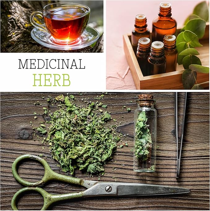 Seed Needs Wormwood Seeds for Planting - Non-GMO, Heirloom & Untreated Perennial Herb - Medicinal Herbs for Digestion & Gut Health (2 Packs)
