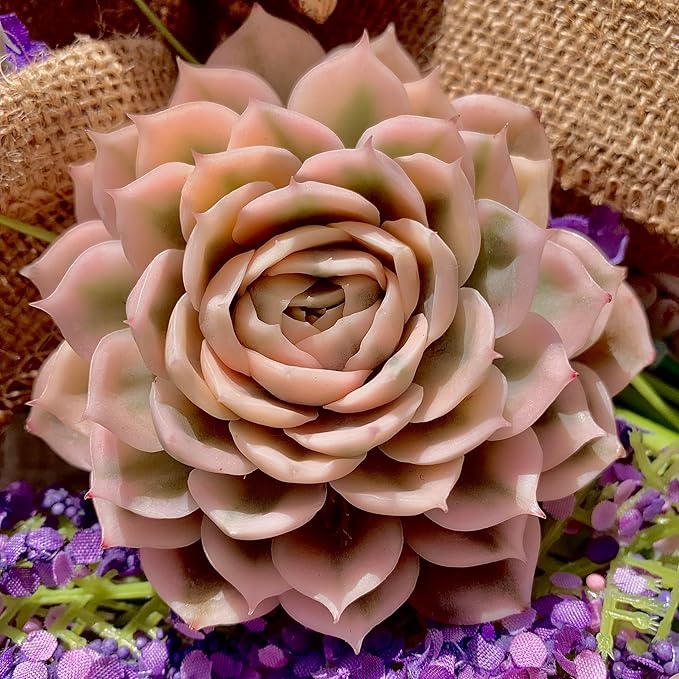 Echeveria Onslow Variegated Succulent Plants Live – Unique Rare Succulent for Indoor Planters, Outdoor Garden, Office Desk & Gifts