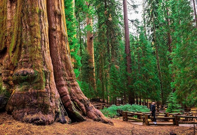 5 Live Giant Sequoia Tree Sapling (Approx. 1'-1.5' Tall)- Nature’s Giant in Your Backyard