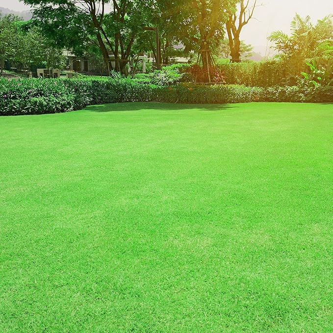 Outsidepride Oasis Bermuda Grass Seed - 5 lbs Warm Season, High Traffic, Heat Resistant, Drought-Tolerant, Low-Maintenance, Fast Growing Turf Grass for Lawn, Ideal for Sunny Areas, Thick Coverage