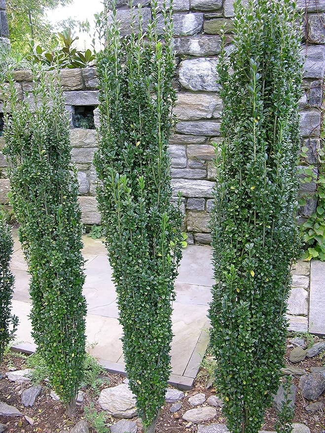 Sky Pencil Japanese Holly - 30 Live Plants - Ilex Crenata - Formal Low Maintenance Evergreen