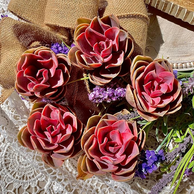 Echeveria Rainbow Succulent Live Plant – Rare Colorful Echeveria, Bare Root Succulent for Indoor/Outdoor Decor, Easy Care Houseplant for Home Garden & Gift