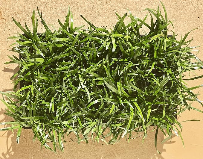 Super Blue | 40 Live Plants | Liriope Muscari | Ground Cover Plant, Ornamental Grass, Drought Tolerant, Low Maintenance, Evergreen Foliage, Purple Flower Spikes, Shade Garden Favorite, Easy to Grow