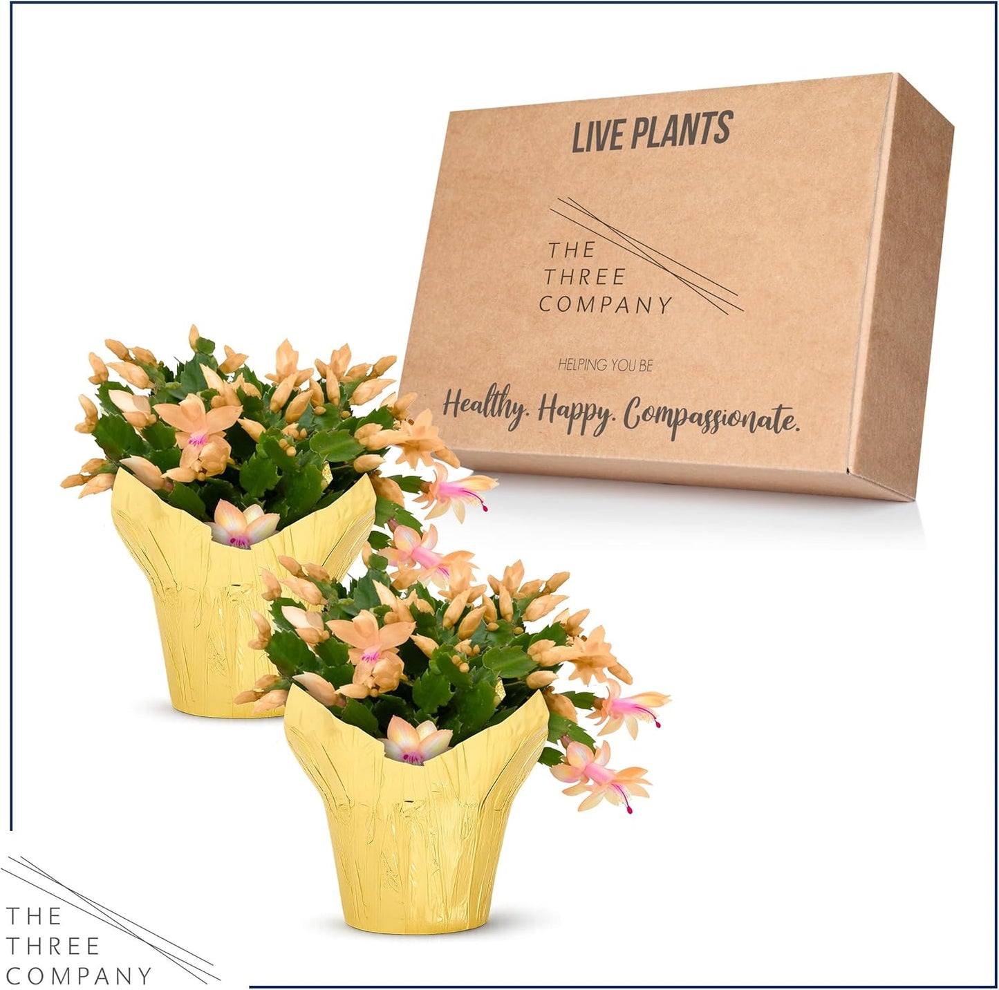 Live Flowering Zygocactus - Yellow-Orange, 2 Pack- Thanksgiving/Christmas Cactus - Seasonal Bloomer, Currently Out of Bloom - 5” Tall by 5” Wide in Deco Cover