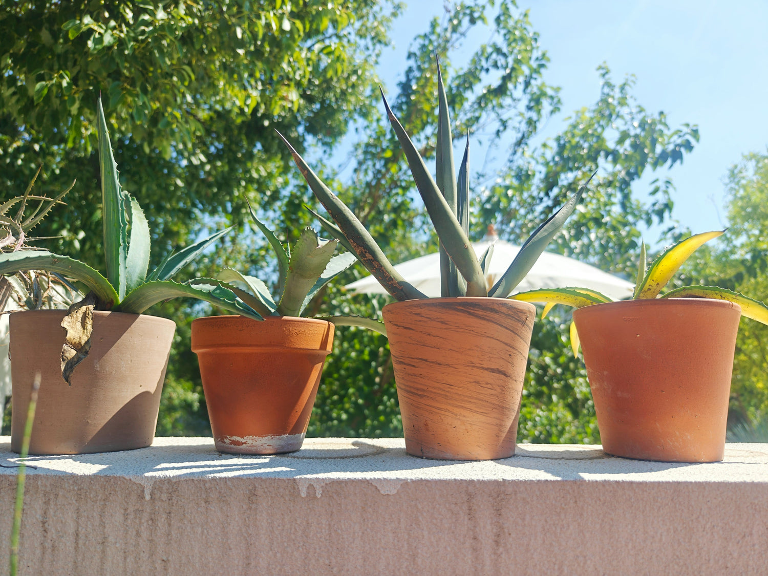 Plastic Planters