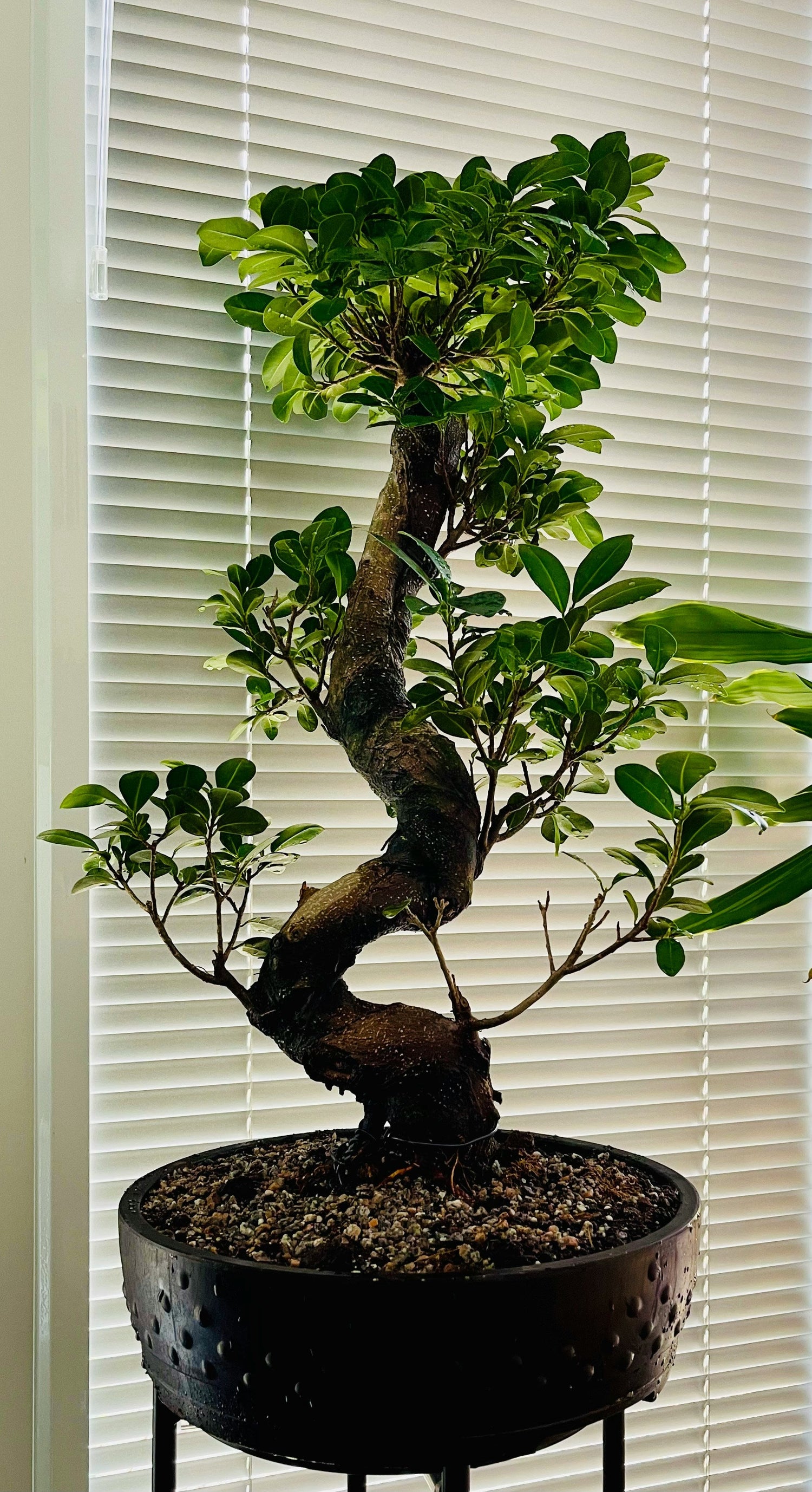 Indoor Bonsai