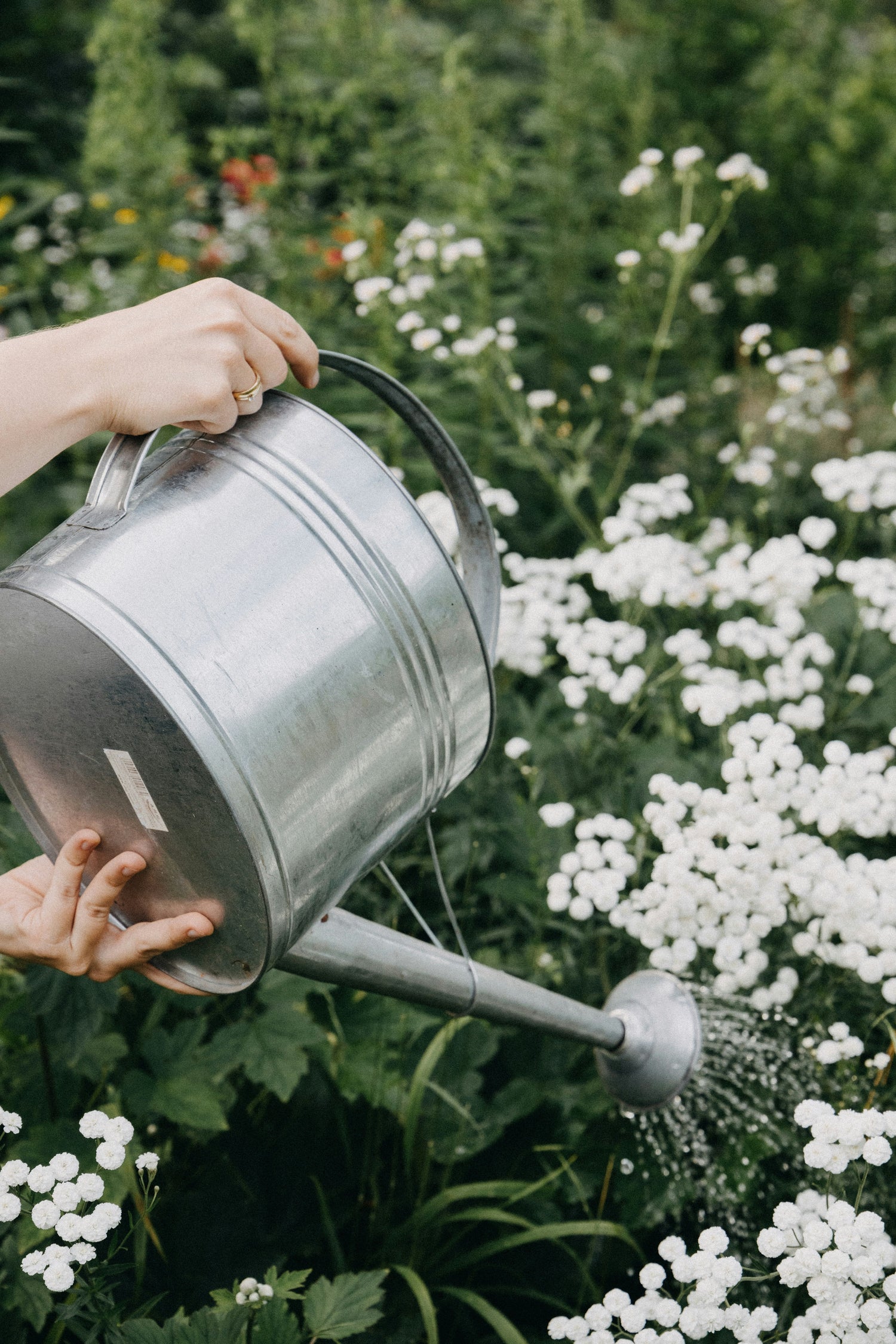 Watering Cans & Sprayers