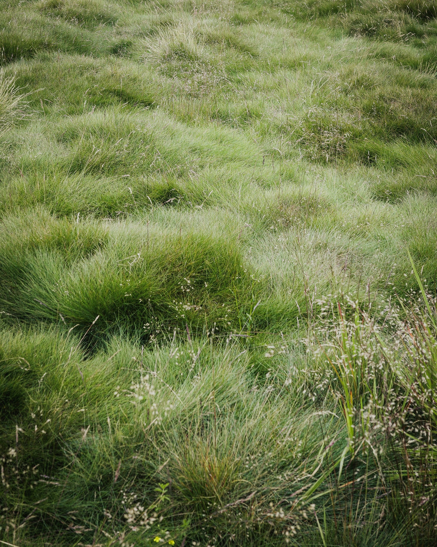 Lawn & Grass Solutions