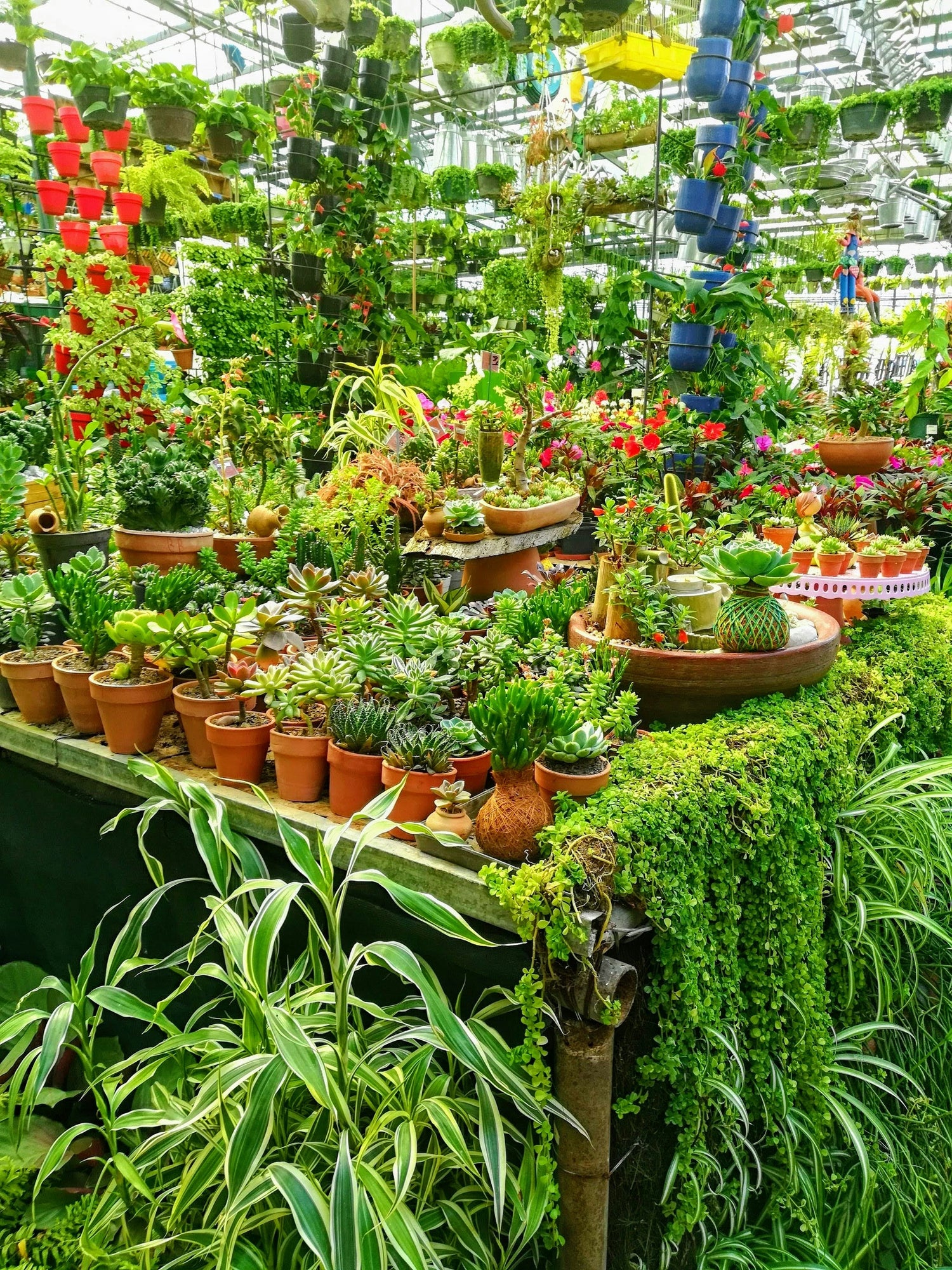 Live Plants