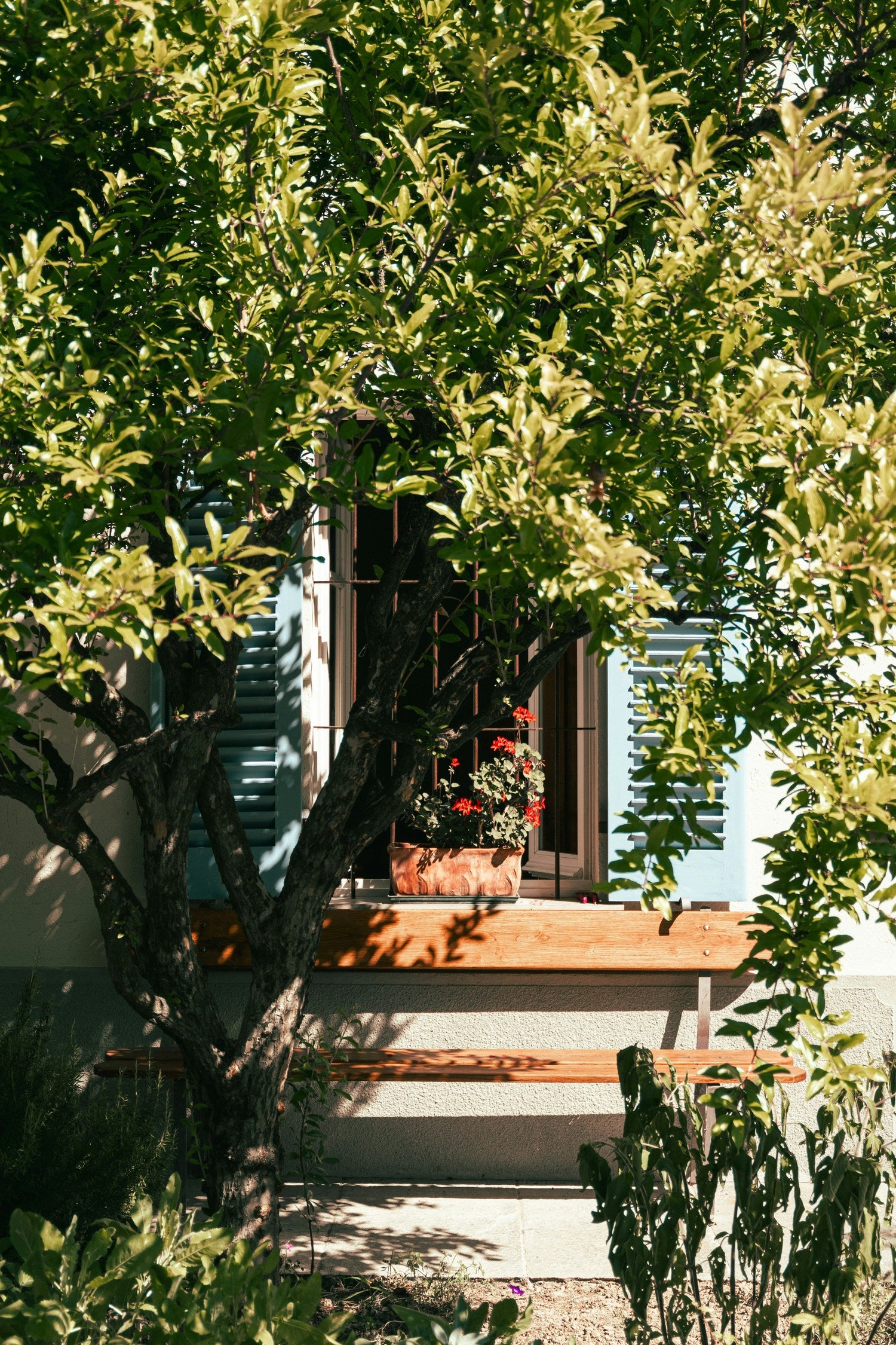 Tree Plants & Seeds