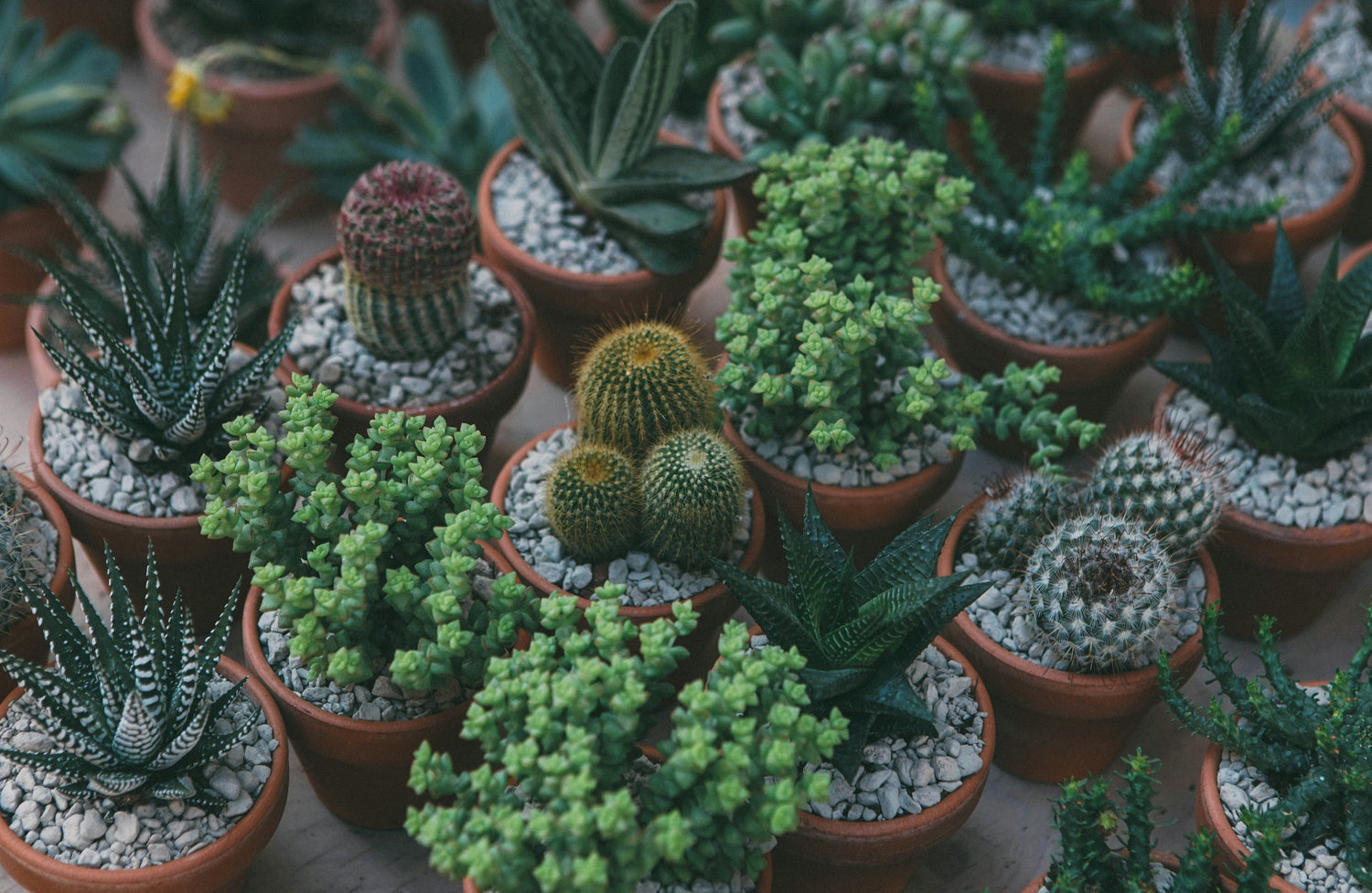 Succulents & Cacti