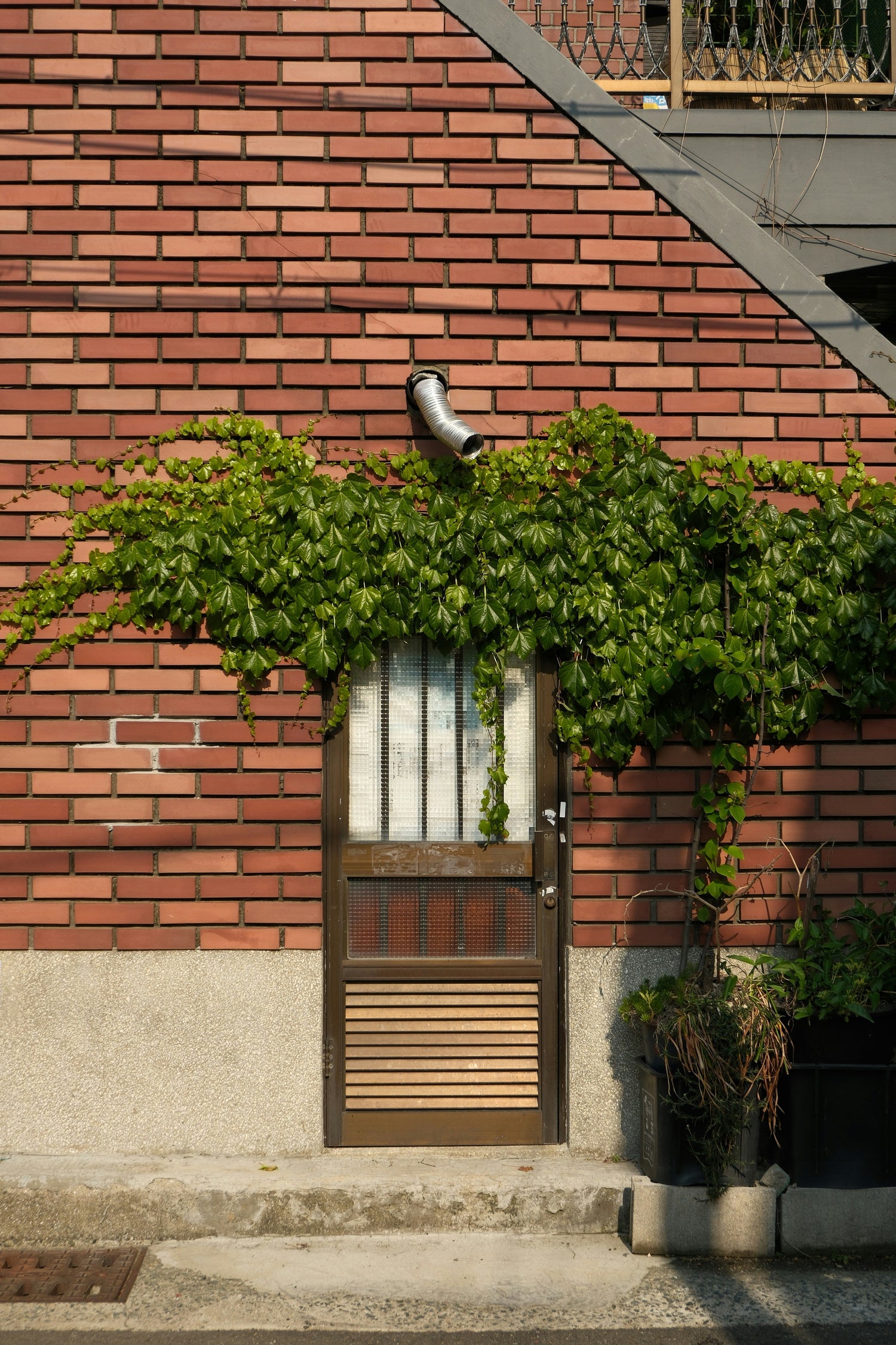 Vine Plants