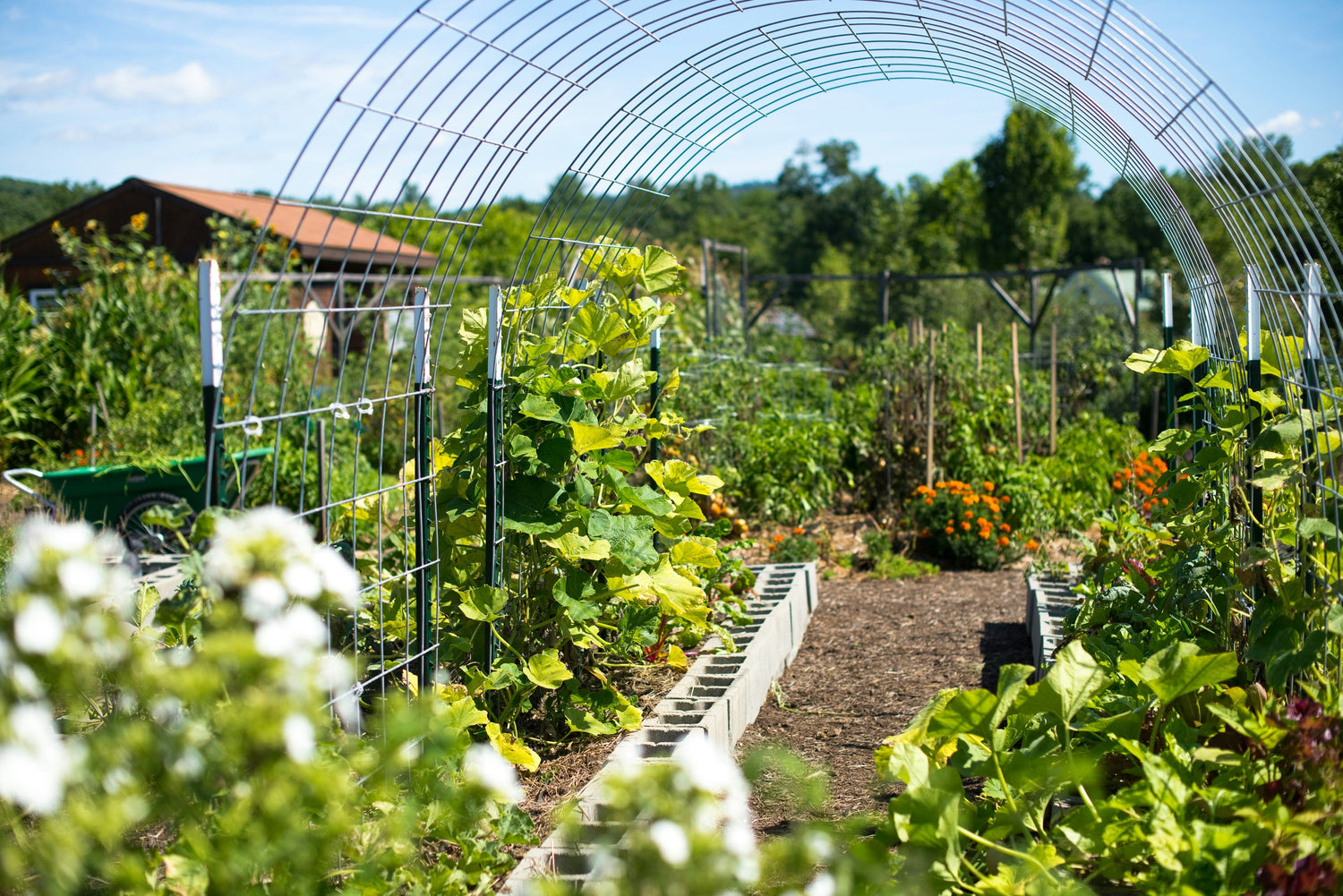 Trellises & Arches