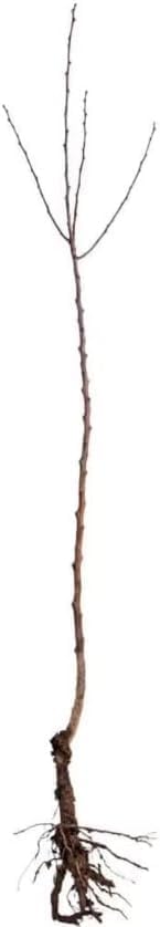5 American Elm Trees - 12-18" Tall Live Plants - Fast Growing Shade Tree Seedlings - Ulmus Americana - (5 Pack)