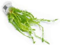 SubstrateSource Live Aquarium Stem Plants - Freshwater Aquatic Plant for Fish Tanks, Aquascaping - (Pearl Weed Hemianthus Micranthemoides, 4 Bunches)
