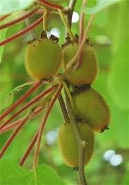 Kiwi Fruit (Actinidia Chinensis) Vine Great Heirloom 50 Seeds by Seed Kingdom