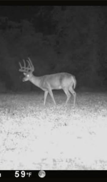 Late Season Brassicas Food Plot Seed Mix, 1/3 Acre or 2.5 Acres, 5 Brassicas, Cold Hardy, Graze Tolerant, Forage All Winter Long
